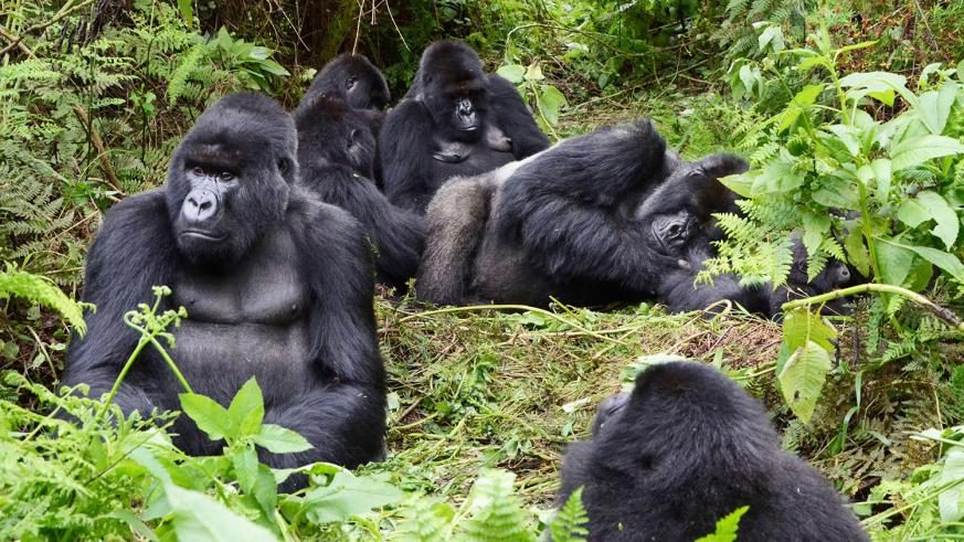 1 Day Rwanda Gorilla Tour