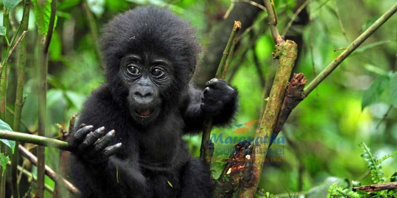 1 Day Short Gorilla Trip