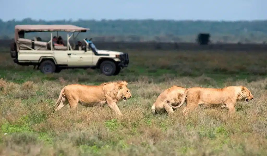 10 Days Kenya High-End Safari