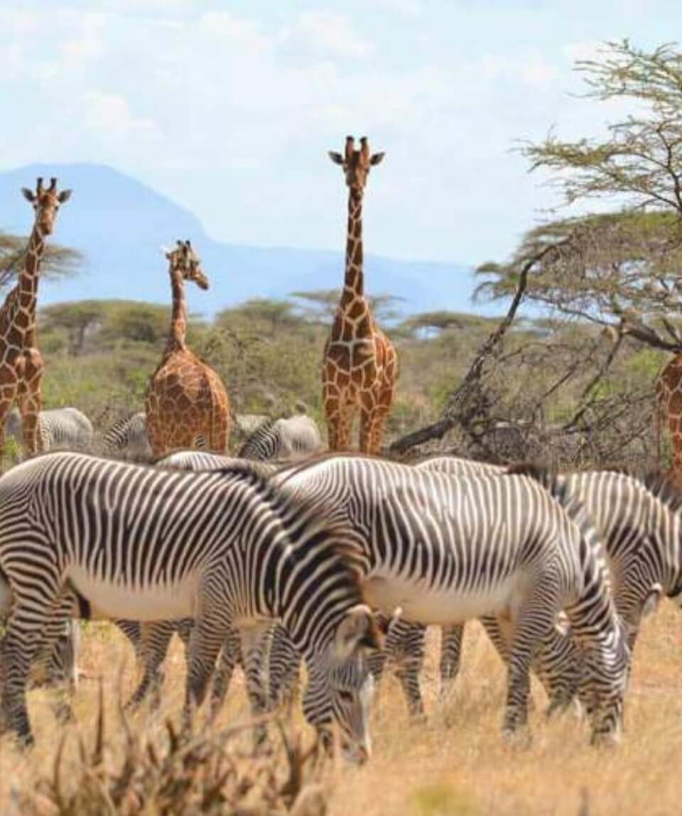 11 Days Explore Kenya Safari