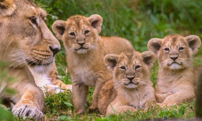 2 Days Akagera National Park