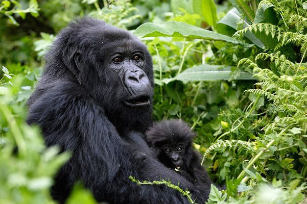 2 Days Bwindi Gorilla Trek