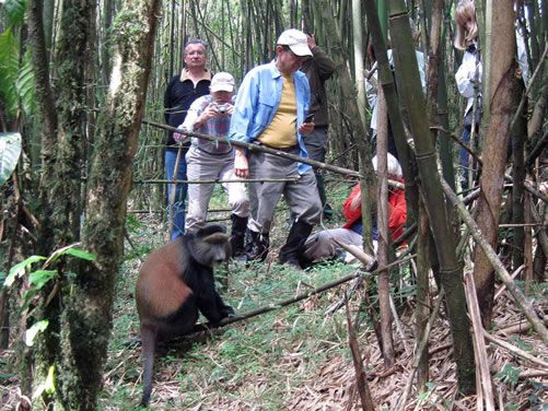 2 Days Golden Monkey Trekking
