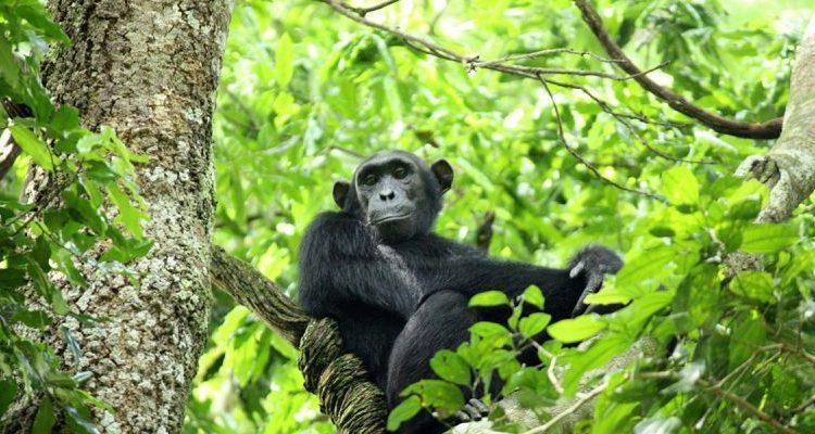 2 Days Nyungwe National Park