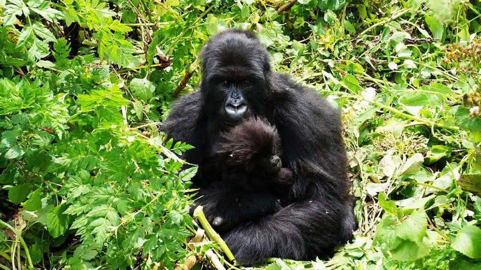 2 Days Rwanda Gorilla Tour