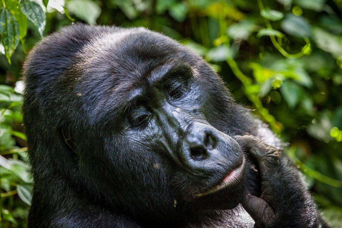 3 Days Gorilla Habituation Experience