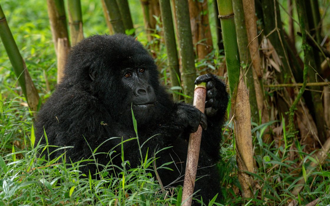 3 Days Gorilla Trekking in Mgahinga