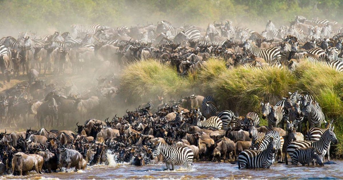 5 Days Masai Mara Migration Safari