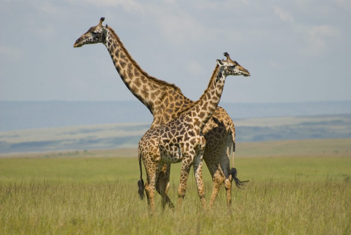 7 Days Magical Kenya Safari