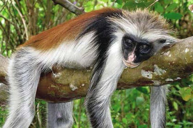 Half-Day - Jozani Forest Walking Tour