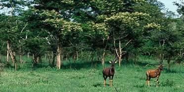 Katonga Wildlife Reserve