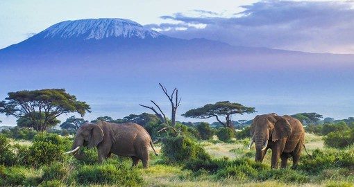 Kenya Safaris