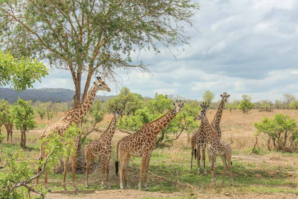 Mikumi National Park
