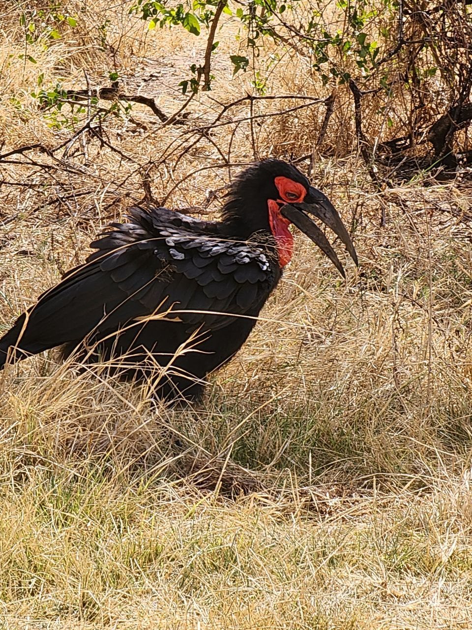 Photo from 10 Days - Tanzania Big Cat Safari — Sunset Africa Safari