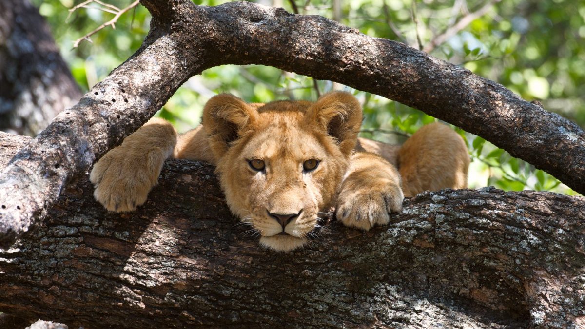 Tanzania Parks & Reserves Overview