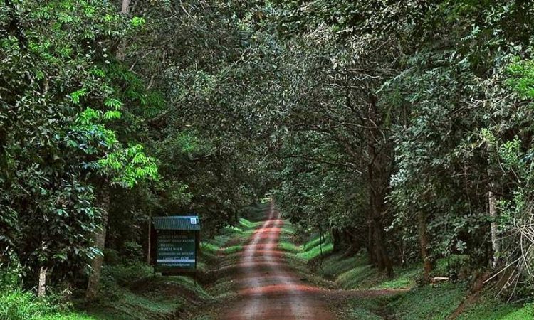Uganda Budongo Forest
