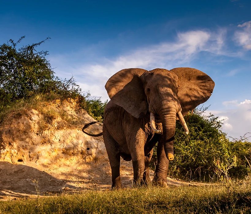 Uganda Safari and Tours