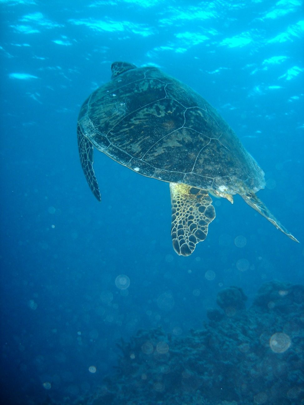 Watamu Marine National Park