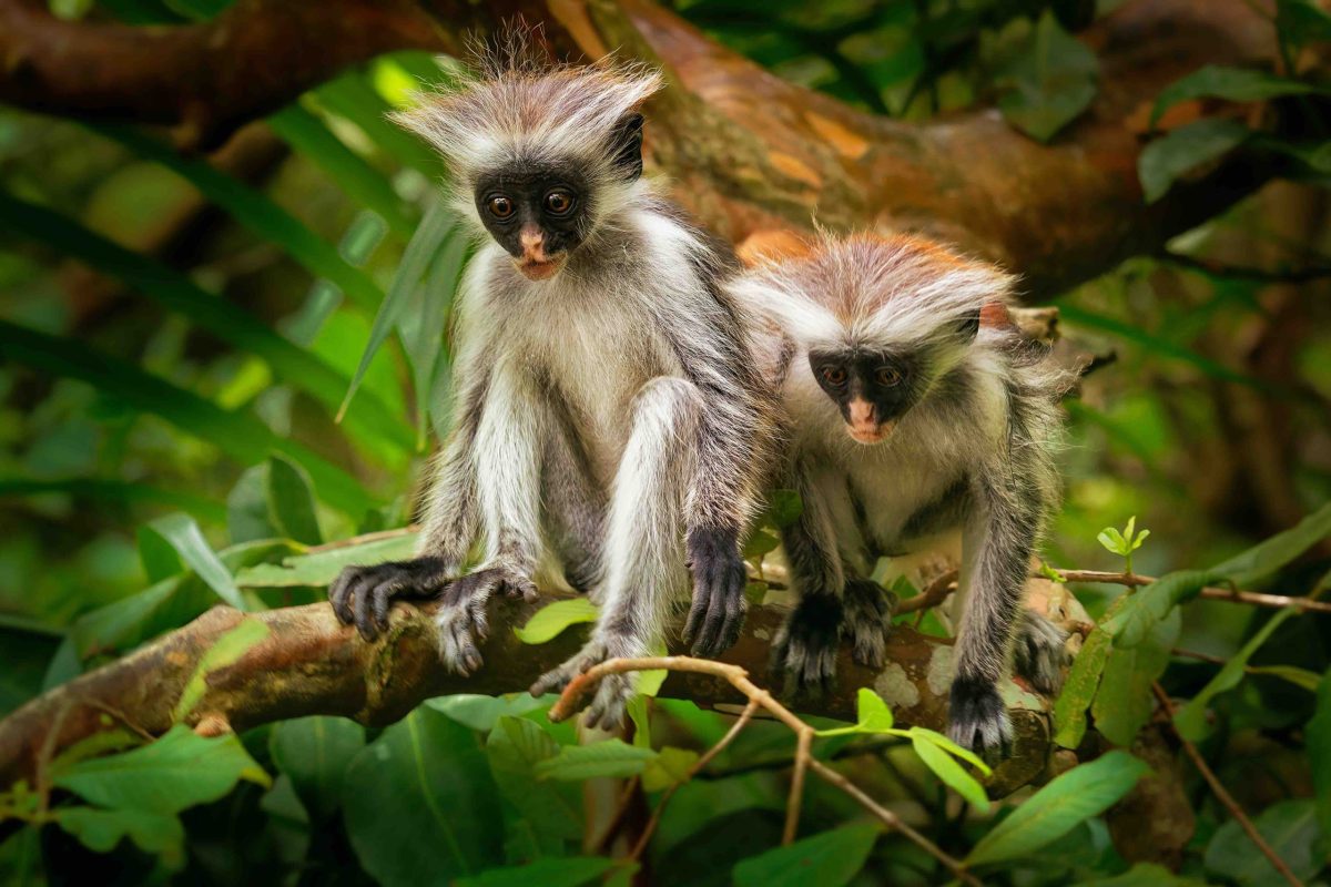 Zanzibar Red Monkey Forest & Mangroves