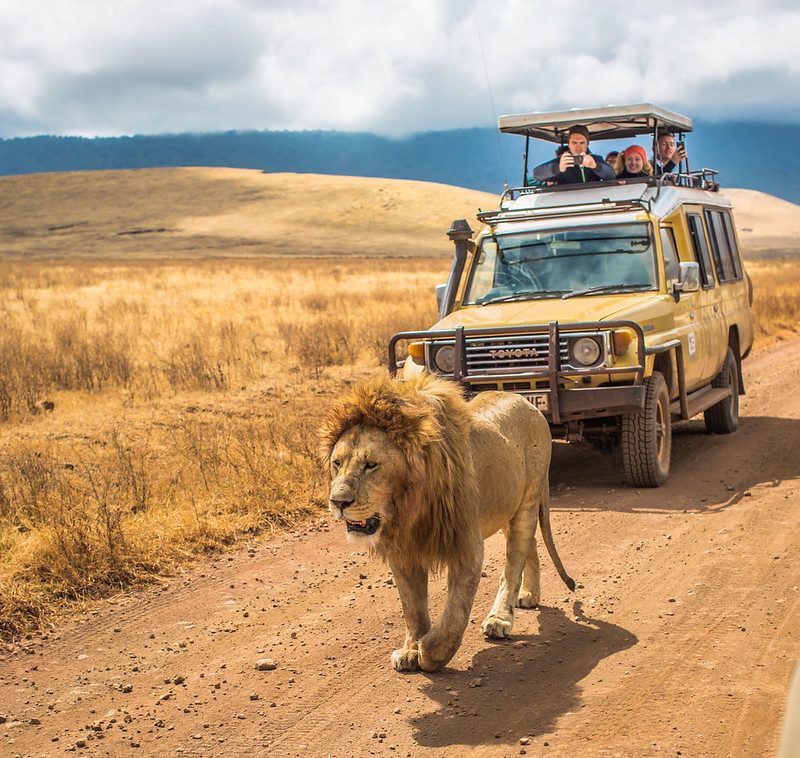 Affordable Safari Tours in Tanzania