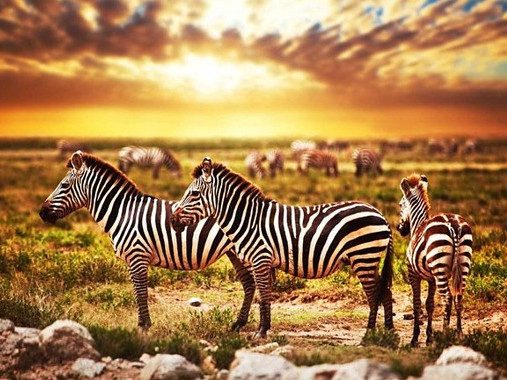 Affordable Safaris in Tanzania: A Budget-Friendly Adventure