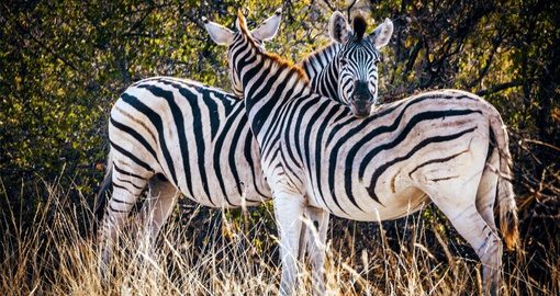 Are African Safari Tours Safe: A Comprehensive Guide