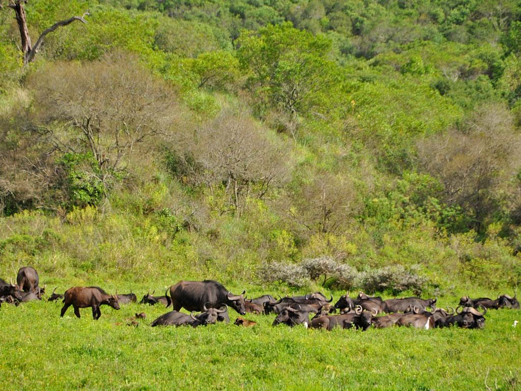 Arusha National