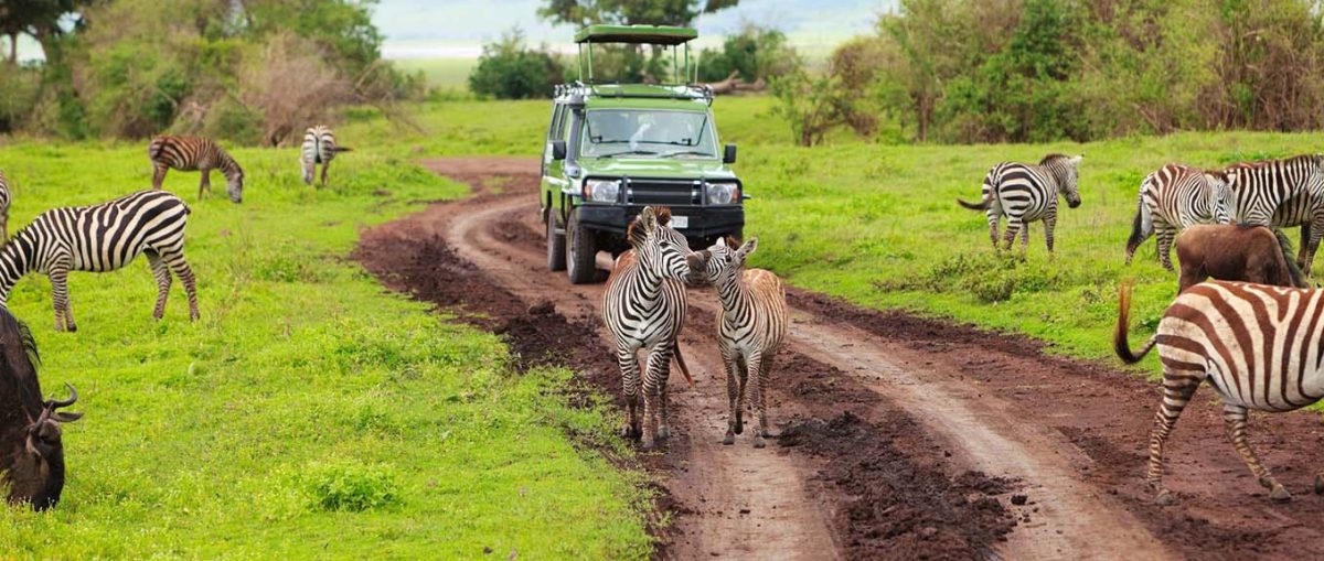 Can Wildlife Escape Ngorongoro Crater?
