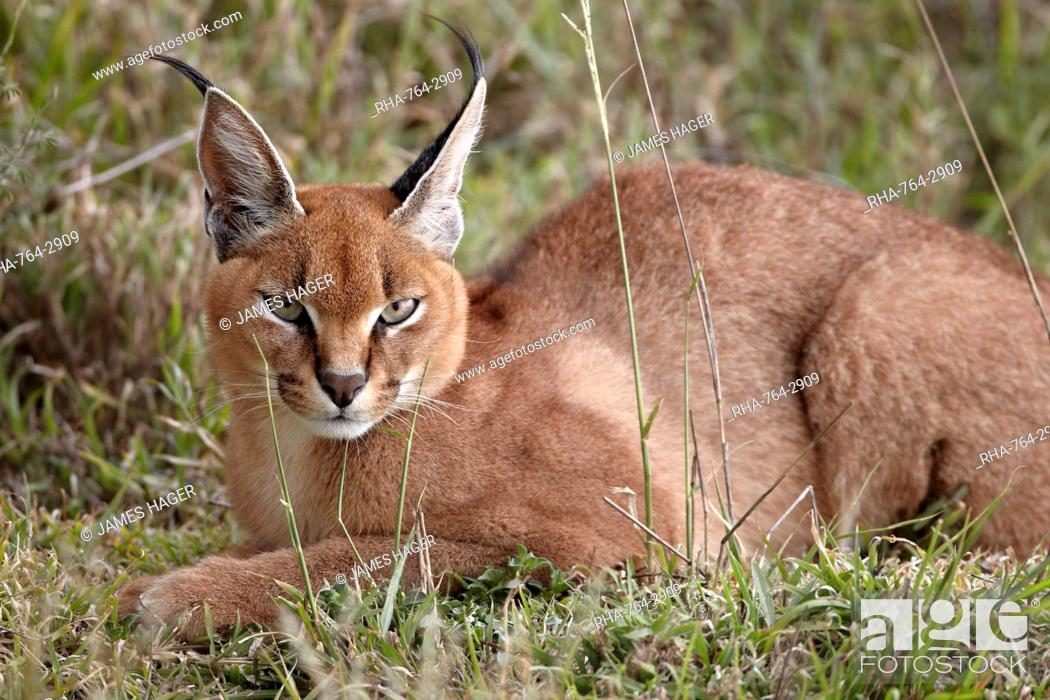 Caracal: Permanent Residents of Serengeti?