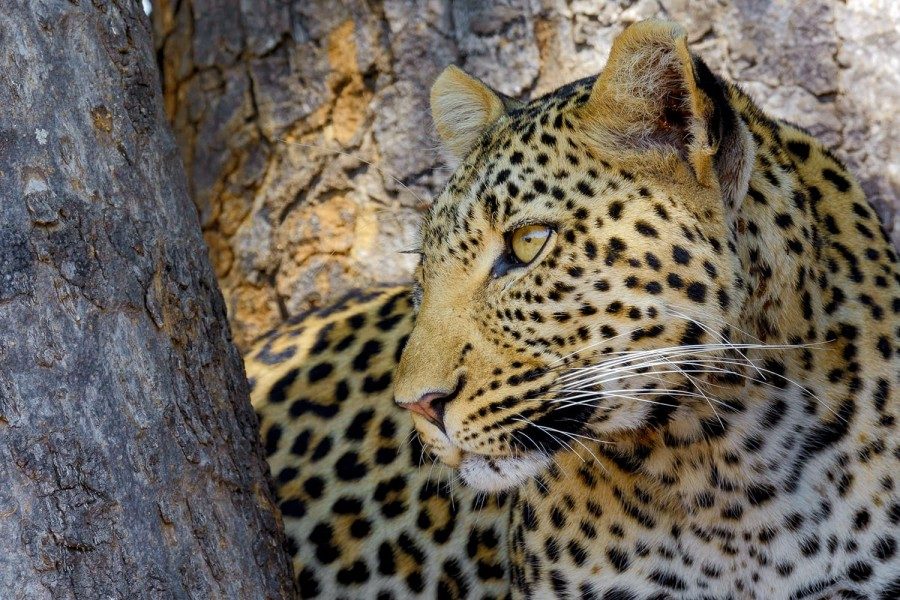 Discover the Best Accommodation Options in Ruaha National Park