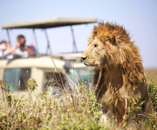 Discover the Best African Safari Tours in Tanzania