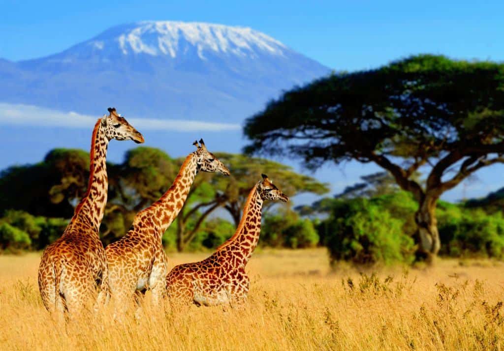 Discover the Cost of a 4-Day Tanzania Safari Experience