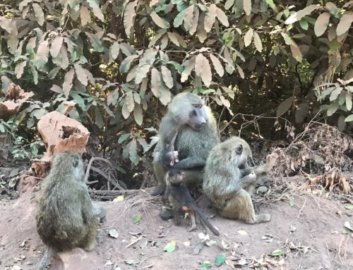 Discover the Location of Burigi Chato National Park