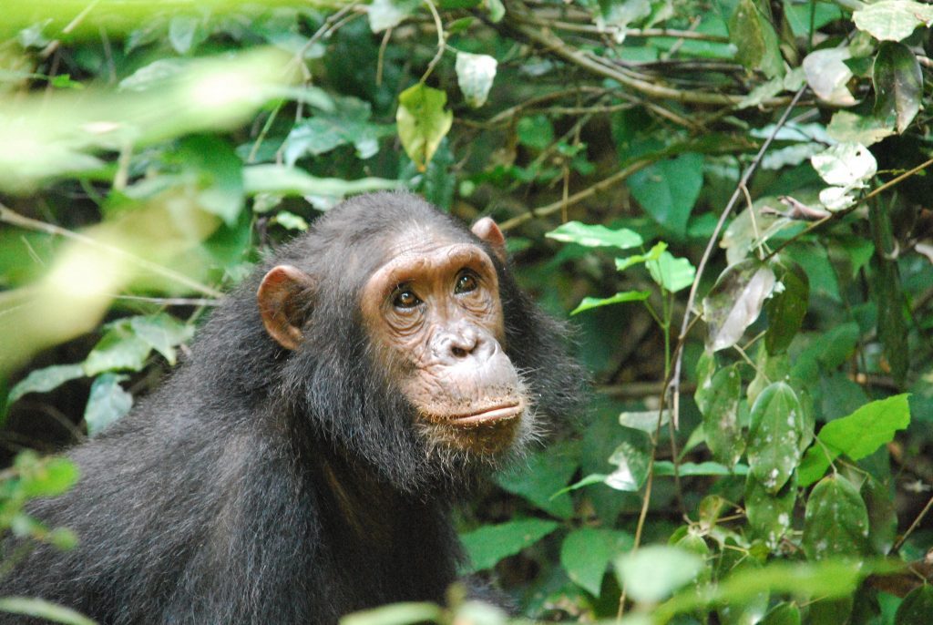 Discover the Wildlife of Gombe National Park