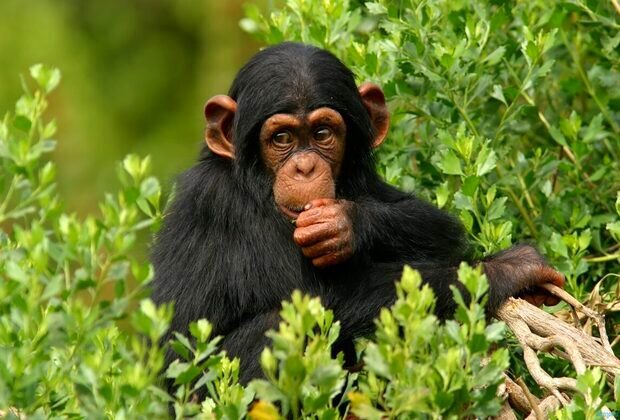 Discover the Wildlife of Gombe Stream National Park