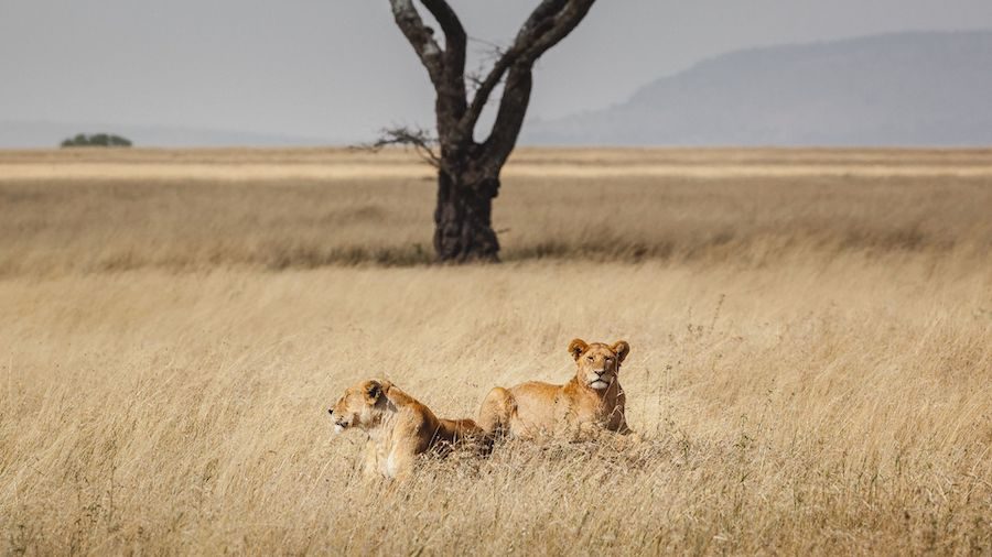 Discover the Wonders of Arusha National Park
