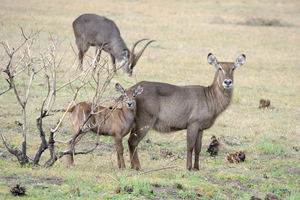 Distance from Arusha to Arusha National Park: A Comprehensive Guide