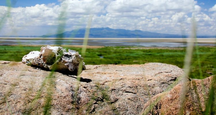 Distance from Arusha to Lake Manyara National Park: A Comprehensive Guide