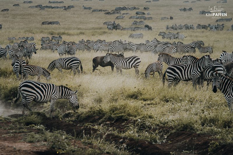 Distance from arusha to tarangire national park a comprehensive guide