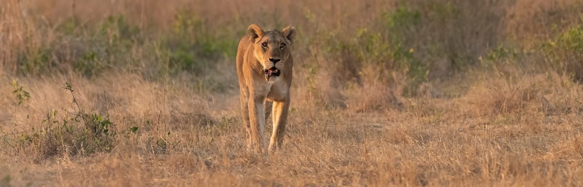 Distance from Dodoma to Ruaha National Park: A Comprehensive Guide