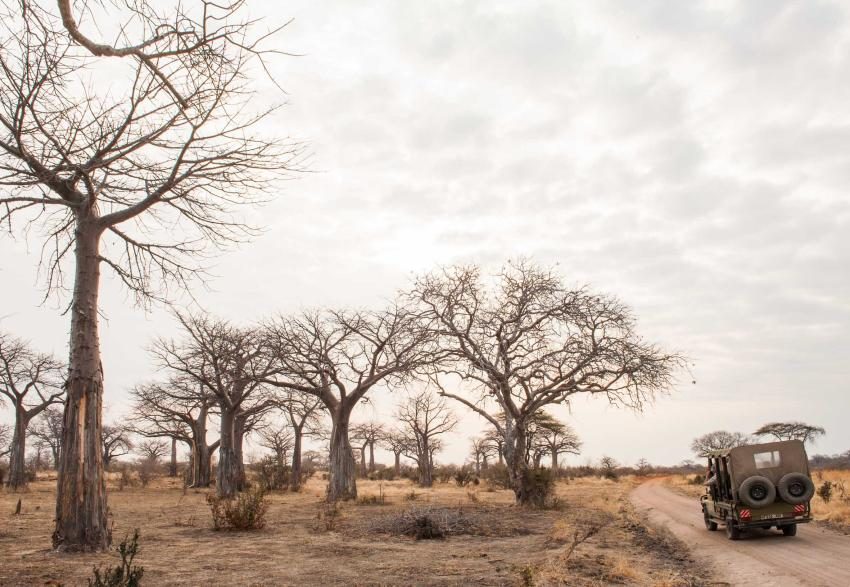 Experience the Best of Africa at Nyerere National Park Safari Camp