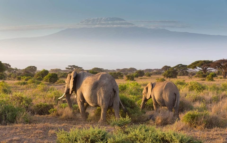 Exploring Amboseli National Park and Mount Kilimanjaro