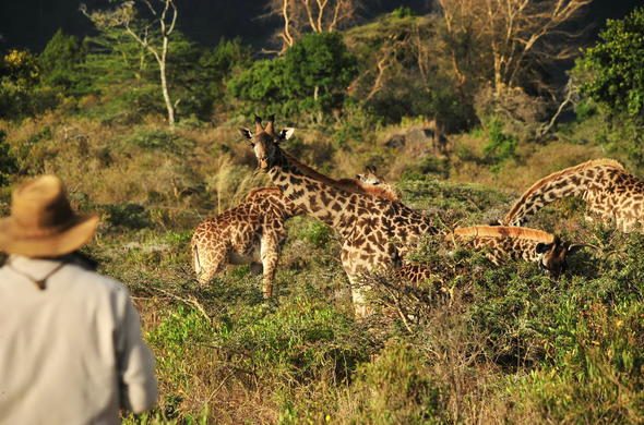 Exploring Arusha National Park: Activities Guide