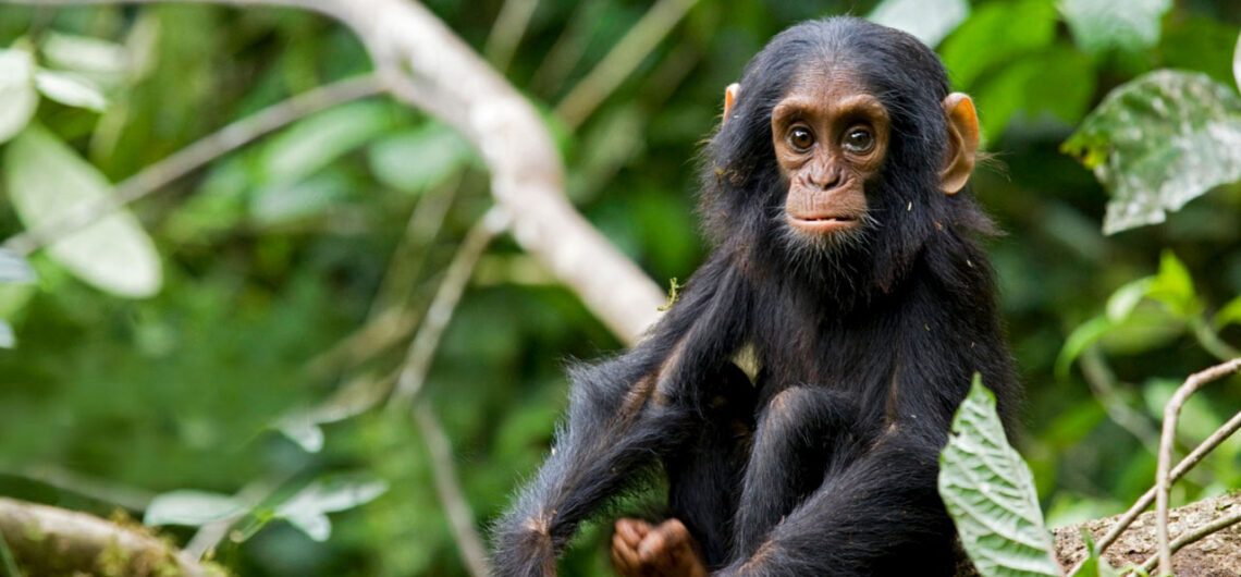 Exploring Gombe Stream National Park with Jane Goodall