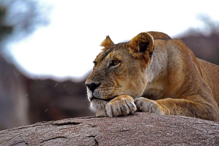 Exploring Lake Manyara National Park: A Comprehensive Guide