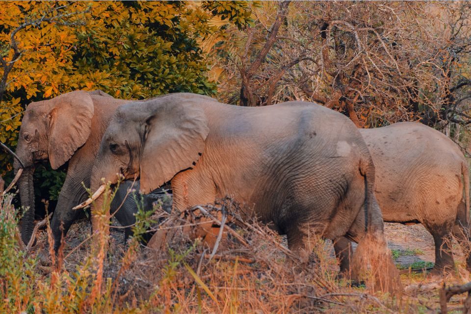 Exploring nyerere national park a comprehensive guide