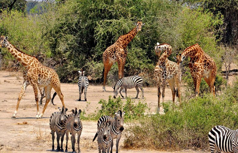 Exploring Selous Game Reserve on a Day Safari from Zanzibar