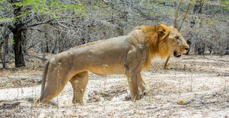 Exploring Tanzania's Wildlife: A 7-Day Safari Adventure