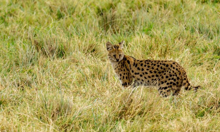 Exploring Tanzania's Wildlife: Boat Safaris in Serengeti