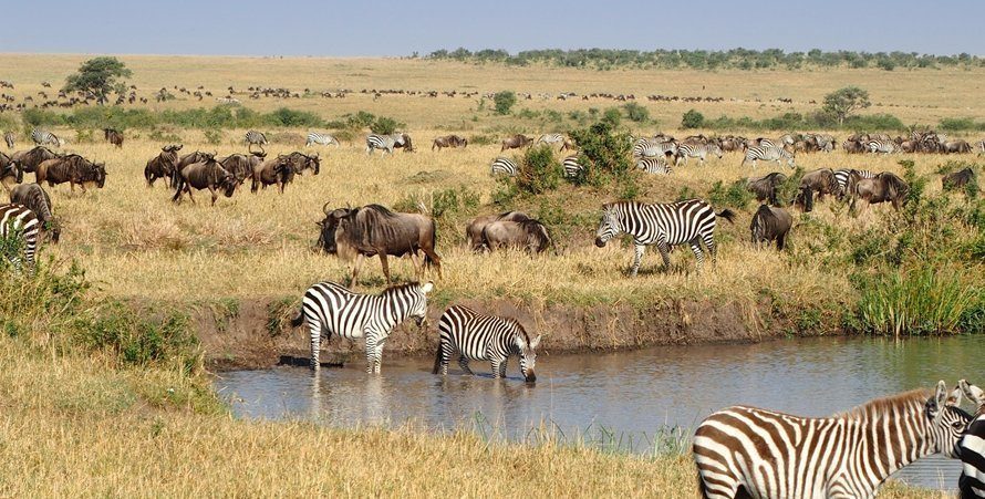 Exploring Tanzania's Wildlife on a 1-Day Safari